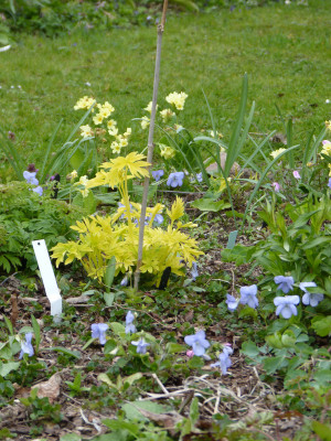 2019-04-11 Gartenimpressionen 2.jpg