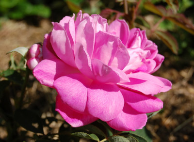 Cornet_0010__R_6060.jpg