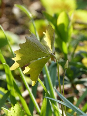 2019-04-11 Achlys triphylla.jpg