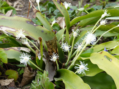2019-04-11 Cymophyllus fraserianus.jpg