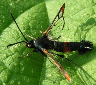 Sesiidae_-_Glasfluegler_01a.jpg