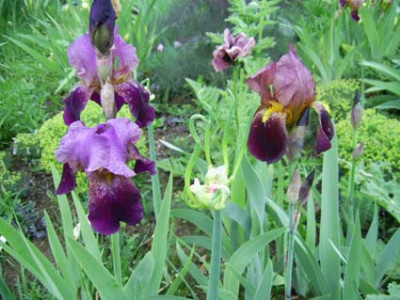 Frau_Himmelmanns_weinrote_mit_Frau_Schuhmanns_Schokolade_mit_Pattys_Plum_und_Purpurfenchel_PIC_0287.JPG