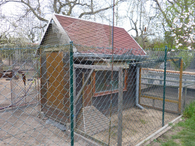 2019-04-12 Hühner 2.jpg