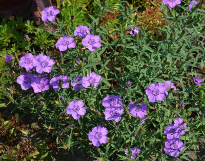 Dianthus_amurensis.18-2.jpg