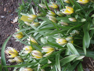 Tulipa tarda_7810.jpg