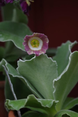 IMGP2975.JPG