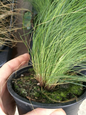 Gras 1.jpg