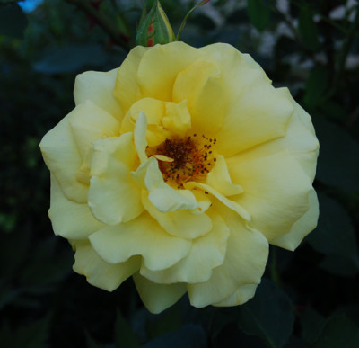 Goldstern_0010__HR_6140.jpg