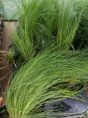 Gras 2.jpg