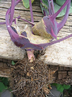 unmoeglicher_Kohlrabi_fars_2007.jpg