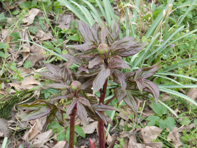 2019-04-11 Paeonia 'Mai Fleuri'.jpg