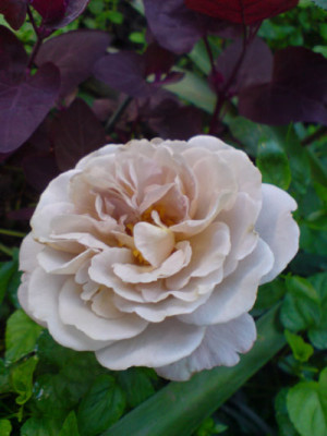 rosen_fur_tilia2.JPG