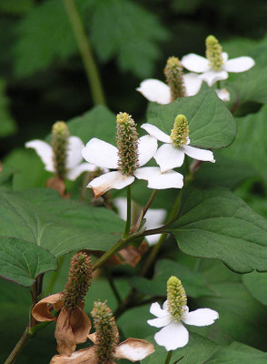 Houttuynia_cordata_frosthart.jpg