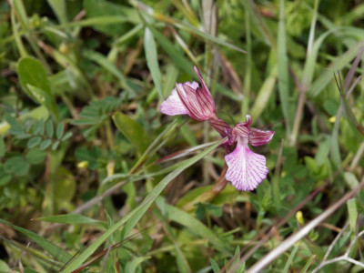 P4020425_DxO_1000px.jpg
