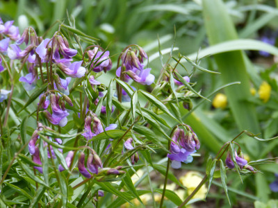 2019-04-12 Lathyrus vernus 1.jpg