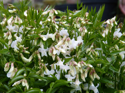 2019-04-12 Lathyrus vernus 2.jpg