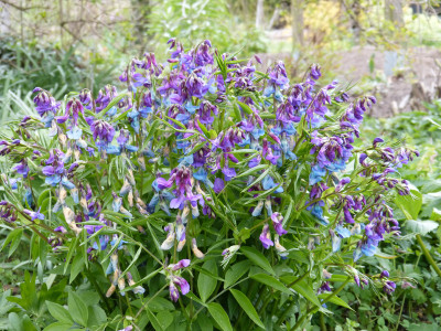 2019-04-12 Lathyrus vernus 3.jpg