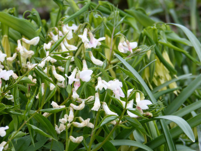 2019-04-12 Lathyrus vernus 4.jpg