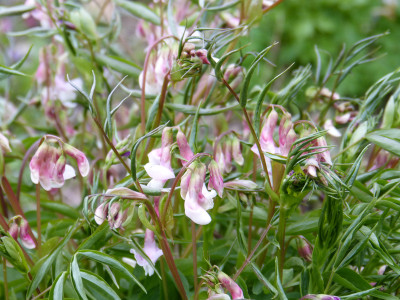 2019-04-12 Lathyrus vernus 6.jpg