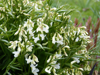 2019-04-12 Lathyrus vernus 7.jpg