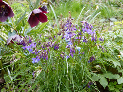 2019-04-12 Lathyrus vernus 8.jpg