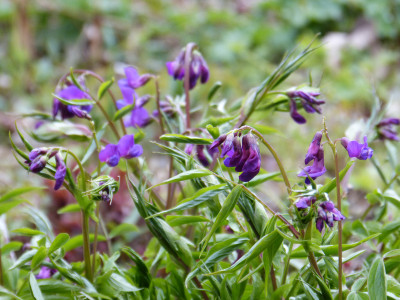 2019-04-12 Lathyrus vernus 9.jpg
