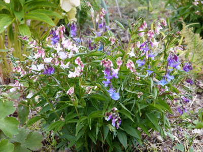 2019-04-12 Lathyrus vernus 10.jpg
