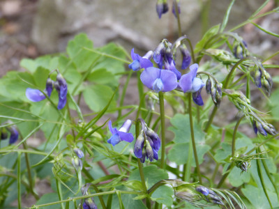 2019-04-12 Lathyrus vernus 'Blaulichter'.jpg