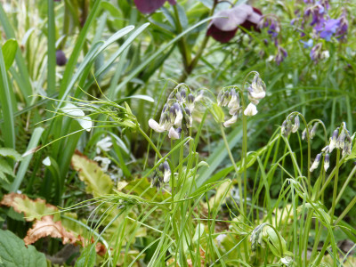 2019-04-12 Lathyrus vernus 'Fino Fino'.jpg