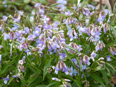 2019-04-12 Lathyrus vernus 'Subtle Hints'.jpg