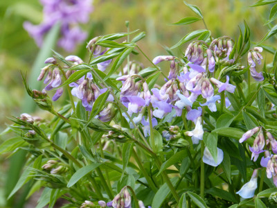 2019-04-12 Lathyrus vernus 'Subtle Hints' 2.jpg