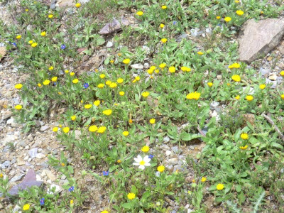 CIMG1750Calendula arvensis.JPG
