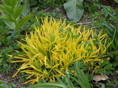 2019-04-12 Solidago 'Hiddigeigei'.jpg