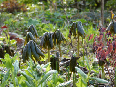 2019-04-10 Podophyllum peltatum.jpg