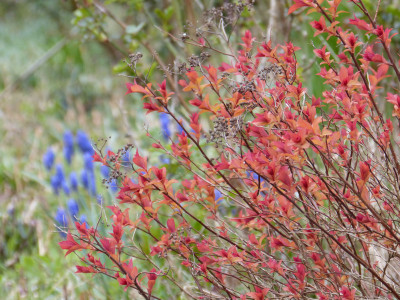 2019-04-12 Spiraea japonica 'Golden Princess'.jpg