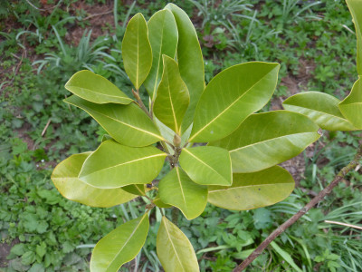 2019-04-12 Magnolia 'Maryland' 1.jpg