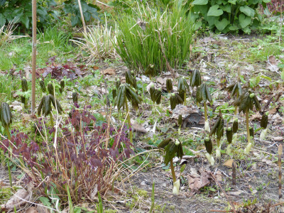 2019-04-12 Podophyllum peltatum.jpg