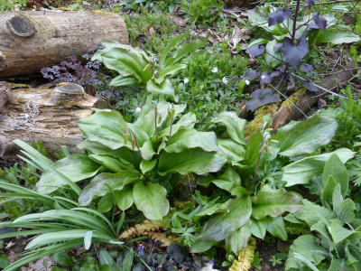 2019-04-12 Erythronium 'Pagoda' 1.jpg