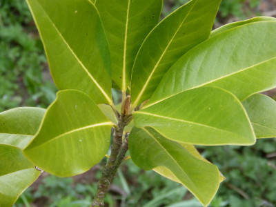2019-04-12 Magnolia 'Maryland' 2.jpg