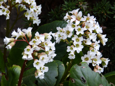 2019-04-12 Bergenia 'Bressingham White'.jpg