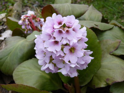 2019-04-12 Bergenia 'Joker'.jpg
