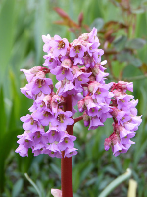 2019-04-12 Bergenia partisanengaertner.jpg