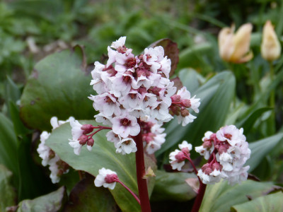 2019-04-12 Bergenia 'Silberlicht'.jpg