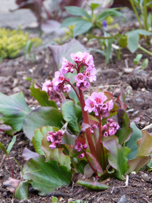 2019-04-12 Bergenia.jpg