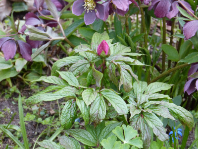 2019-04-12 Paeonia mairei.jpg