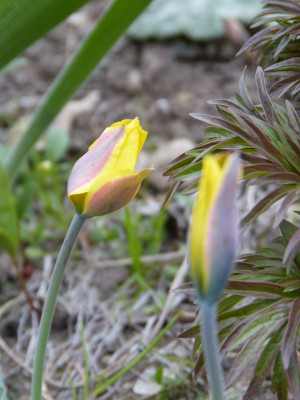 2019-04-11 Tulipa kolpakowskiana.jpg