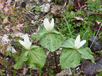 2019-04-11 Trillium chloropetalum 'Album'.jpg