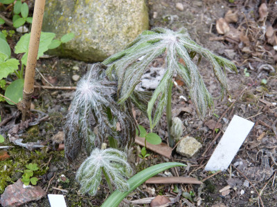 2019-04-10 Syneilesis 'Hagoromo'.jpg