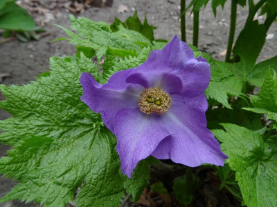 Glaucidium palmatum April 2019.jpg