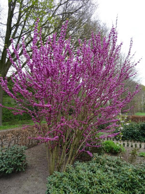 Cercis chinensis Avondale April 2019.JPG